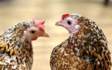 養雞的方法|都市養雞行不行？雞的飼養前導指南